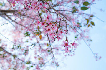Beautiful cherry blossom flowers blooiming under blue sky 