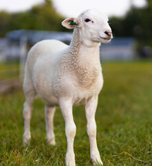 Obraz na płótnie Canvas White sheep lamb striking a pose