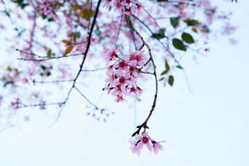 Beautiful cherry blossom flowers blooiming under blue sky 