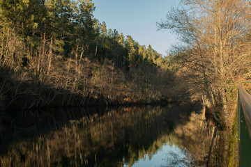 Obraz premium Ribeiro no meio de árvores na montanha