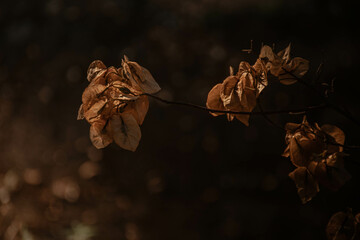 flor de pétalas amarelas
