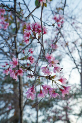 Beautiful cherry blossom flowers blooiming under blue sky 