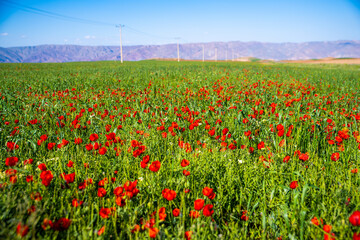 Vivid Red Poppies Adorning the Fields of Zanjan, Iran