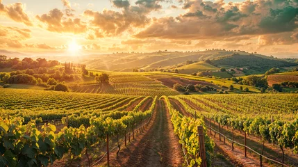 Poster Im Rahmen Panorama view on a vineyard on a hill at sunset © Flowal93