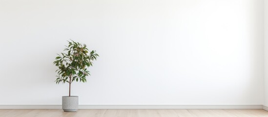 A potted plant sits on a wooden floor in a bright living room of a modern Scandinavian house. The room features an empty white concrete wall and a tree near the door.