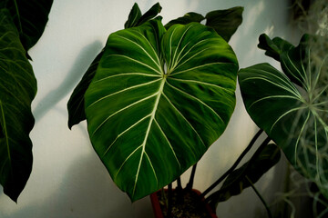 Philodendron gloriosum heart leaves, dark foliages, indoor plant natural garden