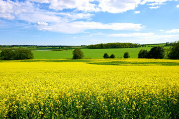 Yellow, field or environment with grass for flowers, agro farming or sustainable growth in nature. Background, canola plants and landscape of meadow, lawn or natural pasture for crops and ecology - obrazy, fototapety, plakaty