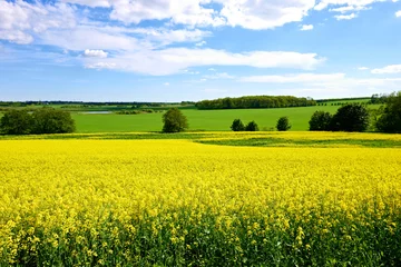 Keuken foto achterwand Geel Yellow, field or environment with grass for flowers, agro farming or sustainable growth in nature. Background, canola plants and landscape of meadow, lawn or natural pasture for crops and ecology