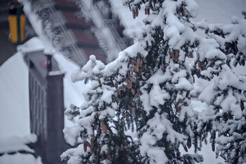Szyszki i gałęzie świerkowe pokryte śniegiem. Zima zaatakowała potężne świerki. Świerki obficie pokryte śniegiem. Poniżej przez ośnieżone korony widać dachy domów. - obrazy, fototapety, plakaty