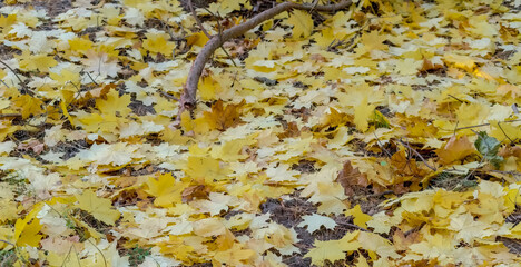 Piękne złote liście klonu na dnie lasu w październikowy jesienny dzień. Piękna polska złota jesień w lesie niedaleko Ostrowca Świętokrzyskiego.