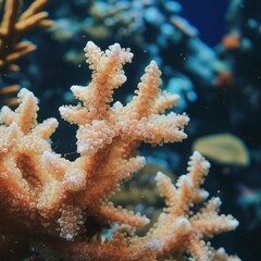 corals bright background.