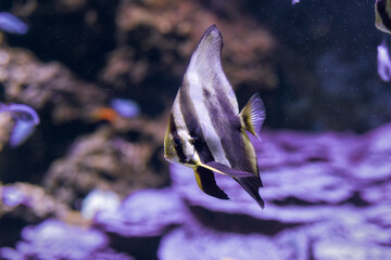 Pesce pipistrello orbicolare, platax orbicularis, all'Acquario di Livorno, Toscana, Italia