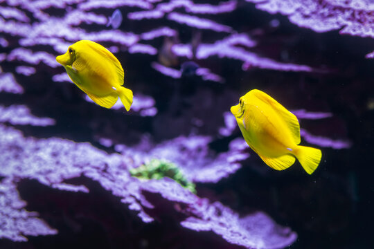 Pesce chirurgo giallo, Acanthuridae, all'Acquario di Livorno, Toscana, Italia