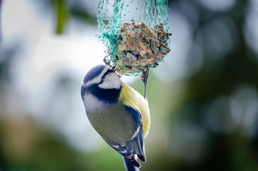 A blue tit observes its surroundings while feeding, perched on a grid, on a sunny winter day