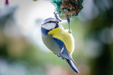 A blue tit observes its surroundings while feeding, perched on a grid, on a sunny winter day - obrazy, fototapety, plakaty