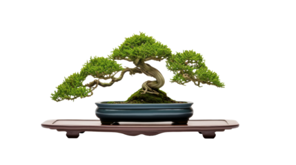 Minimalist Ceramic Plant Pot for Bonsai on white background