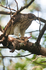 Cooper's Hawk eating prey in a tree