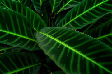 Calathea