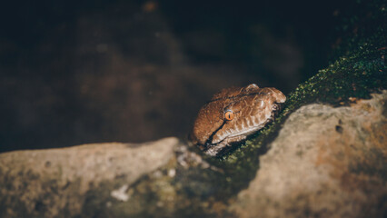 Close up shot portrait of a snake hiding in its natural habitat wildlife
