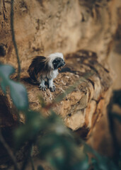 Shot of cotton-top tamarin little monkey in natural habitat wildlife photography