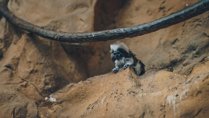 Shot of cotton-top tamarin little monkey in natural habitat wildlife photography