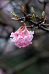 At the end of the winter, early spring, this shrub is blossoming while new buds for the leaves are showing up.