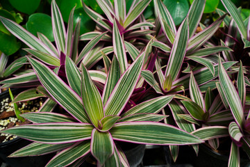 Tradescantia spathacea, Moses-in-the-cradle, oyster plant background