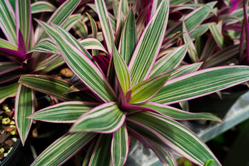 Tradescantia spathacea, Moses-in-the-cradle, oyster plant background