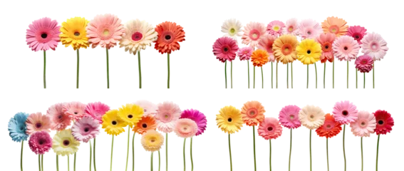 Gordijnen Colorful set of gerbera daises, cut out © Yeti Studio