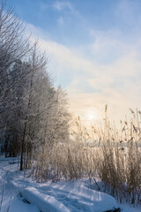 Winter forest on the river bank