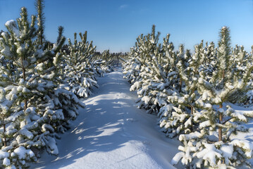 Winter young pine forest