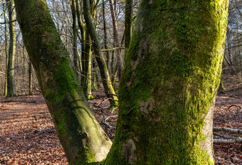 Big trunk of a beech tree covered with moss in the foreground in a winter, autumn,  forest lit by the sun.