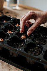 female hands plant crocus bulbs in a tray for seedlings