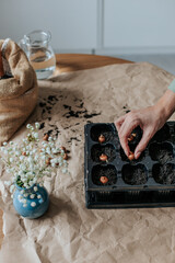 female hands plant crocus bulbs in a tray for seedlings, next to it on a table covered with paper...
