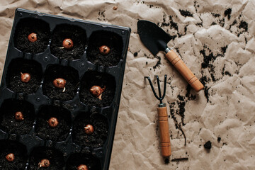 on crumpled paper covered with soil there is a tray for seedlings with crocus bulbs, next to them...