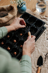 female hands plant crocus bulbs in a tray for seedlings, next to it on a table covered with paper...