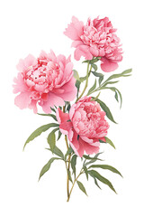 pink Peony Watercolor Illustration