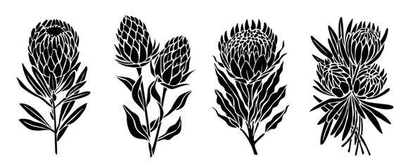 Set of botanical silhouettes of protea flowers, hand drawn outline floral illustration. Decorative vector design elements, icons, logo, symbols isolated on transparent background.