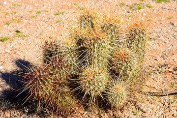 Flowering Hedge Hog cactus