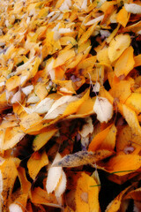 Autumn, leaves and countryside with natural season of change, outdoor woods or foliage in nature. Closeup of fallen orange, brown and yellow leafs on ground with growth of an eco friendly environment