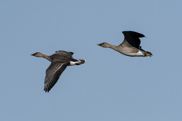 Fliegende Tundrasaatgänse im Herbst am Gülper See © Karin Jähne