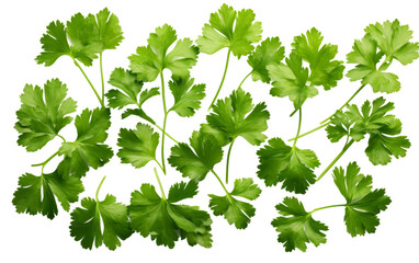 Neat Display of Fresh Cilantro Leaves on white background