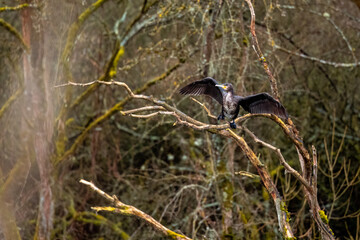 A Cormorant in the wild