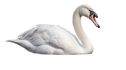 Graceful Swan with Elegant Curved Neck on white background