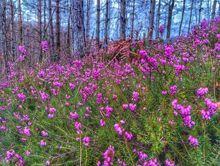 field of flowers