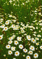 Nature, spring and daisies in calm field with natural landscape, morning blossom and floral zen. Growth, peace and flower bush with green backyard garden, countryside and sustainable environment.