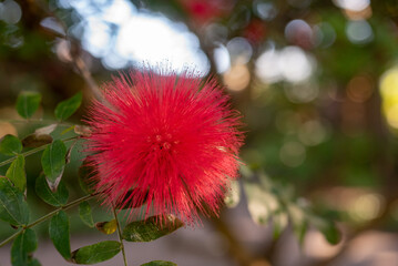 Fluffy red flowers of red powder puff. Green leaves background - 748737469