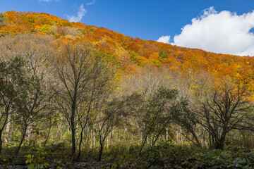 日本　青森県中津軽郡にある世界遺産、白神山地の暗門渓谷ルート沿いの風景と紅葉