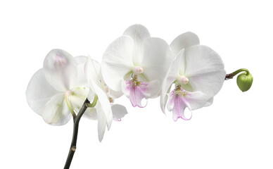 Fototapeta na wymiar Branch with beautiful orchid flowers isolated on white