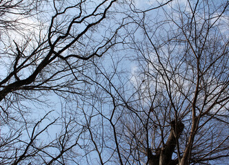 Multiple tree branches abstract background, leafless tree branches against the blue sky